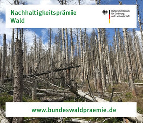 Bislang gingen über 20.000 Anträge zur Nachhaltigkeitsprämie Wald bei der FNR ein. Das Auszahlungsverfahren hat jetzt begonnen.